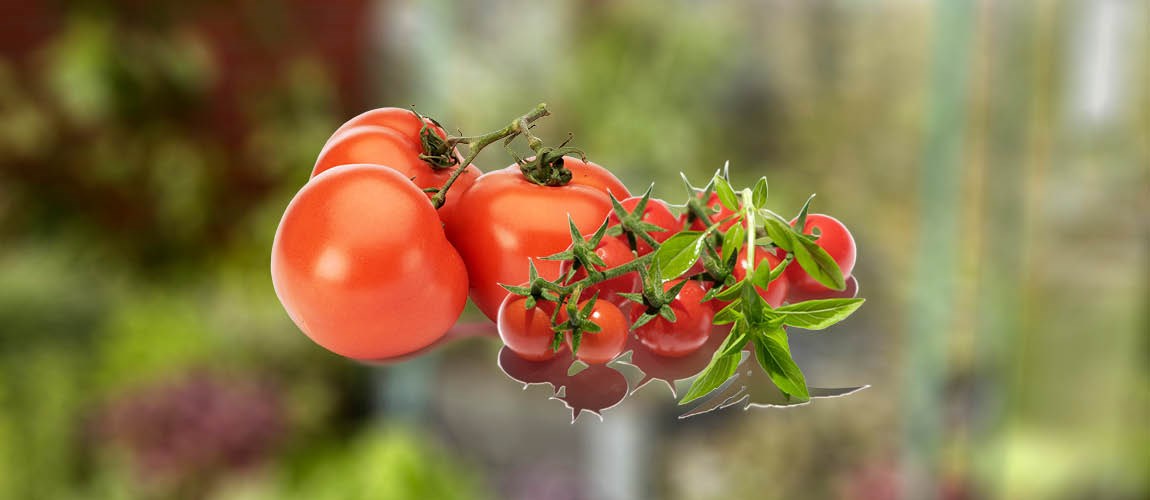 Tomater på utydelig bakgrunn
