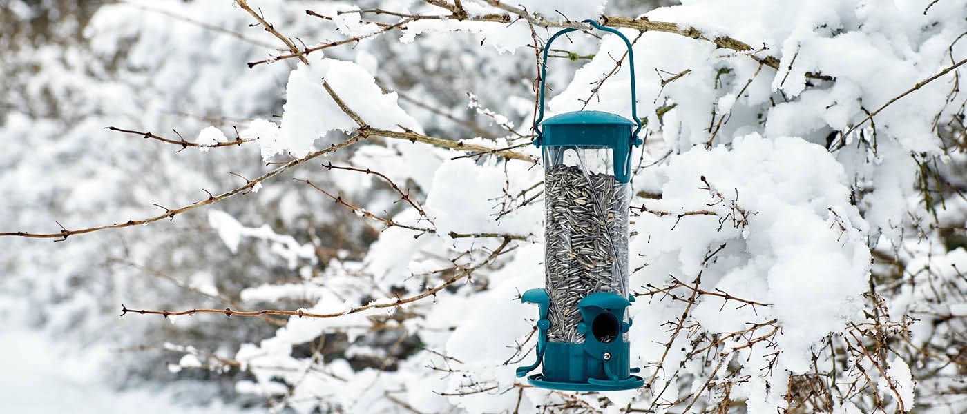 Hvilke frø til hvilken fuglemater?