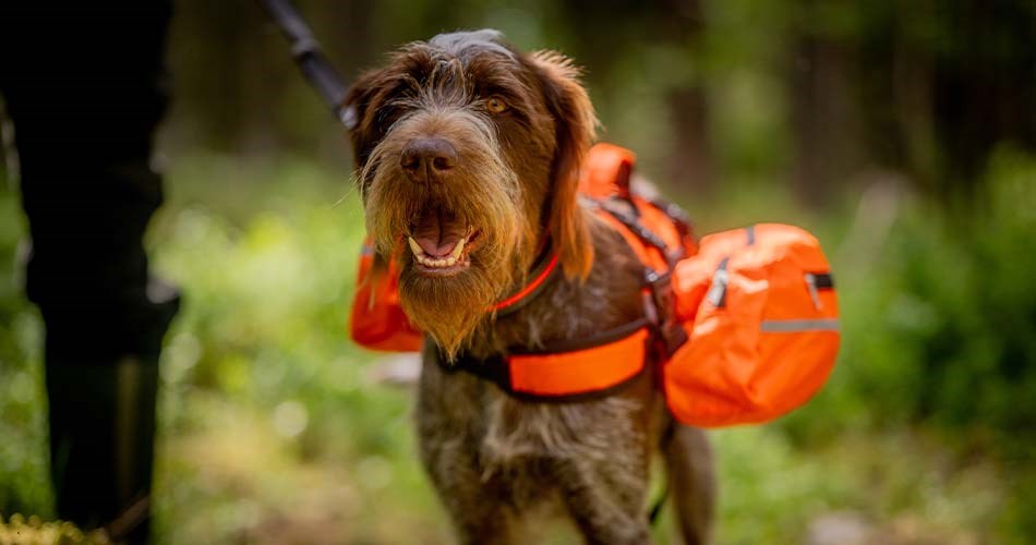 Hund på jakt